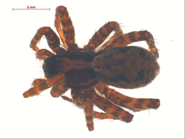 Image of Pardosa mackenziana (Keyserling 1877)