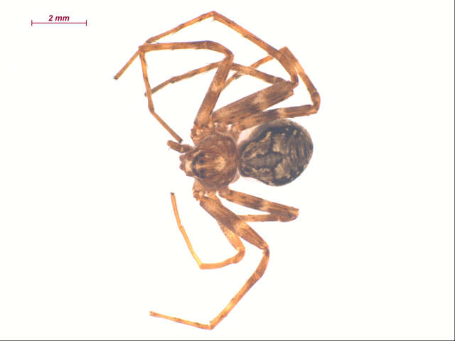 Image of Philodromus