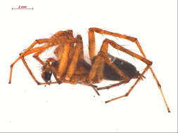 Image of Utah Funnel-web Spider