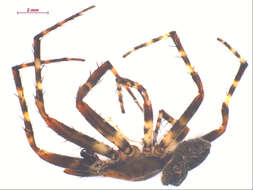 Image of Araneus nordmanni (Thorell 1870)