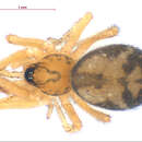 Image of Cybaeota