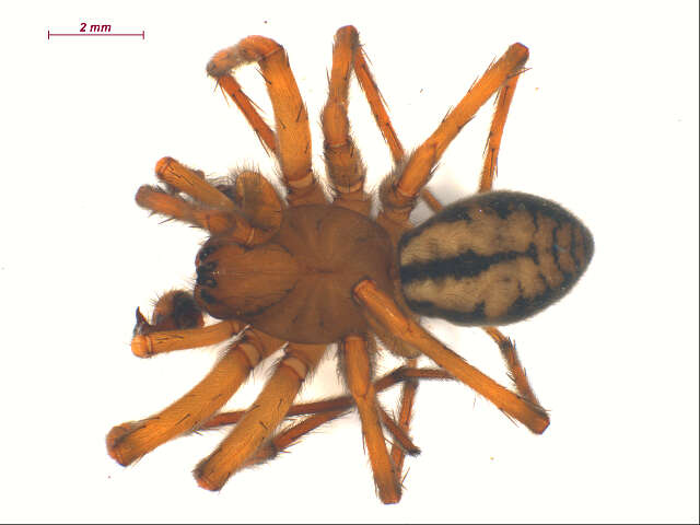 Image of Callobius nomeus (Chamberlin 1919)