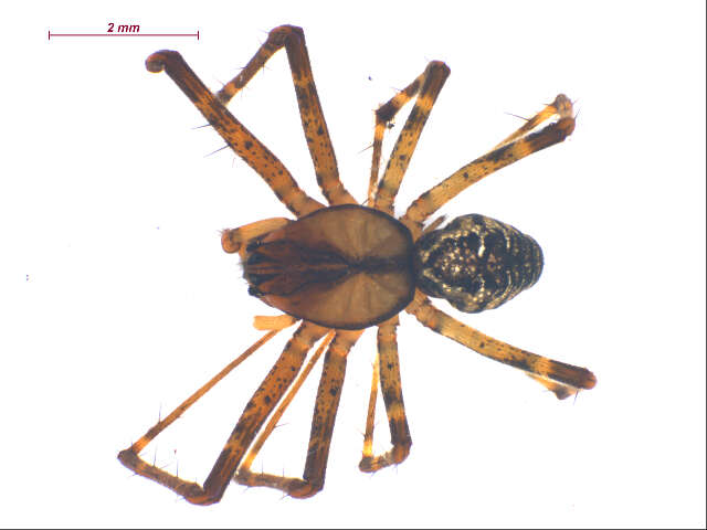 Plancia ëd Pityohyphantes alticeps Chamberlin & Ivie 1943