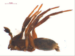 Image of Drassyllus depressus (Emerton 1890)