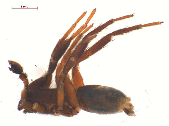 Image of Drassyllus depressus (Emerton 1890)