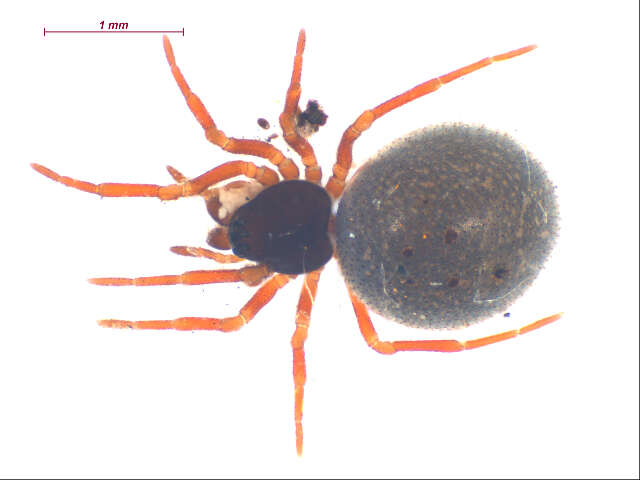 Ceratinella alaskae Chamberlin & Ivie 1947 resmi