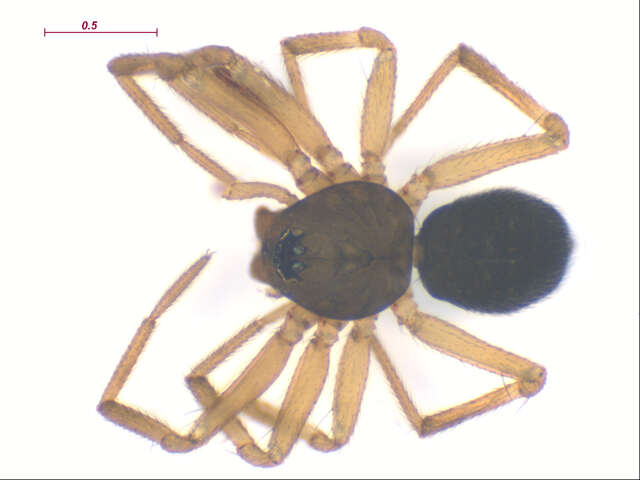 Oedothorax alascensis (Banks 1900) resmi