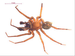 صورة Cybaeus eutypus Chamberlin & Ivie 1932