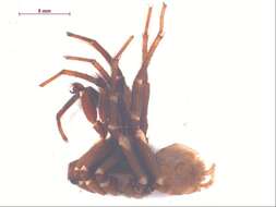 Image of Foldingdoor Spider