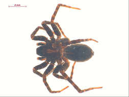 Imagem de Lycosidae