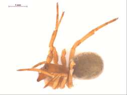 Image of Enoplognatha thoracica (Hahn 1833)