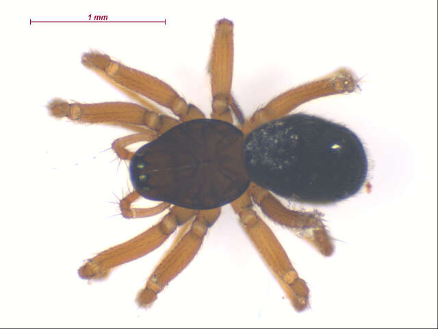 Oedothorax alascensis (Banks 1900) resmi