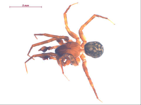 Image of Cybaeus eutypus Chamberlin & Ivie 1932