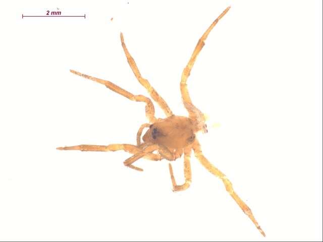 Image of Enoplognatha thoracica (Hahn 1833)