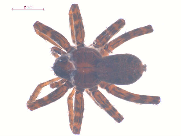 Imagem de Pardosa mackenziana (Keyserling 1877)