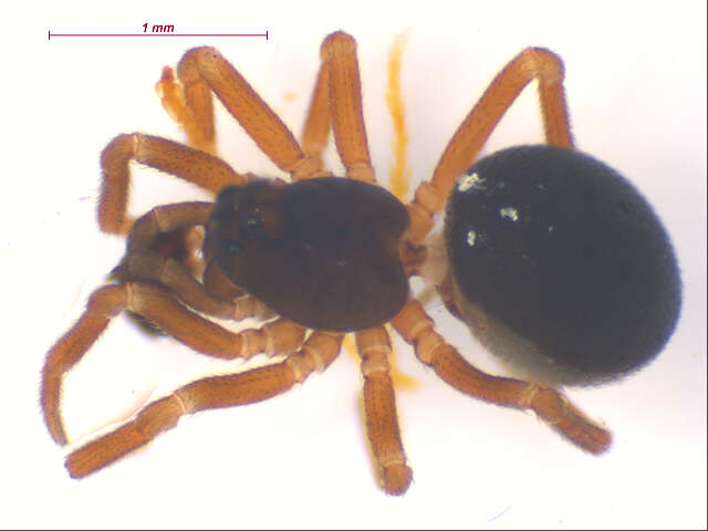 Image of Pelecopsis sculpta (Emerton 1917)