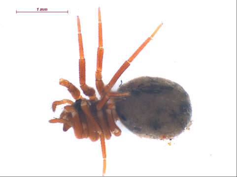 Image of Pocadicnemis pumila (Blackwall 1841)