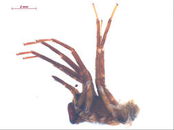 صورة Cybaeus eutypus Chamberlin & Ivie 1932