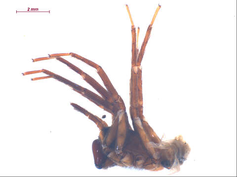 Image of Cybaeus eutypus Chamberlin & Ivie 1932