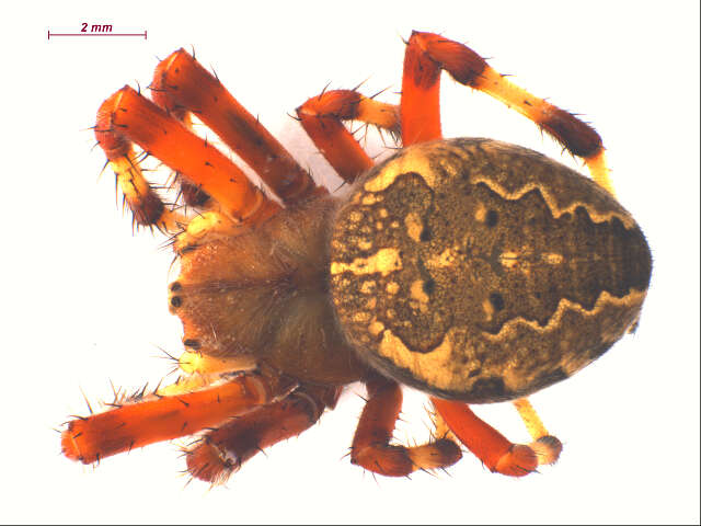 Image of Angulate & Roundshouldered Orbweaver