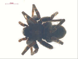 Image of Pardosa mackenziana (Keyserling 1877)