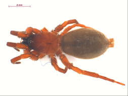 Imagem de Haplodrassus bicornis (Emerton 1909)