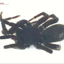 Image of Gnaphosa snohomish Platnick & Shadab 1975