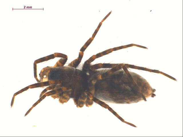 Image of Pardosa lowriei Kronestedt 1975