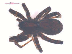 Image of Pardosa dorsalis Banks 1894