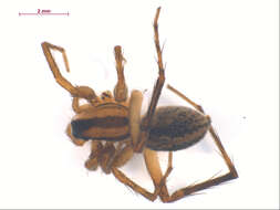 صورة Pardosa distincta (Blackwall 1846)