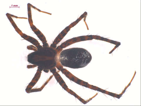 Image of Pardosa dorsalis Banks 1894