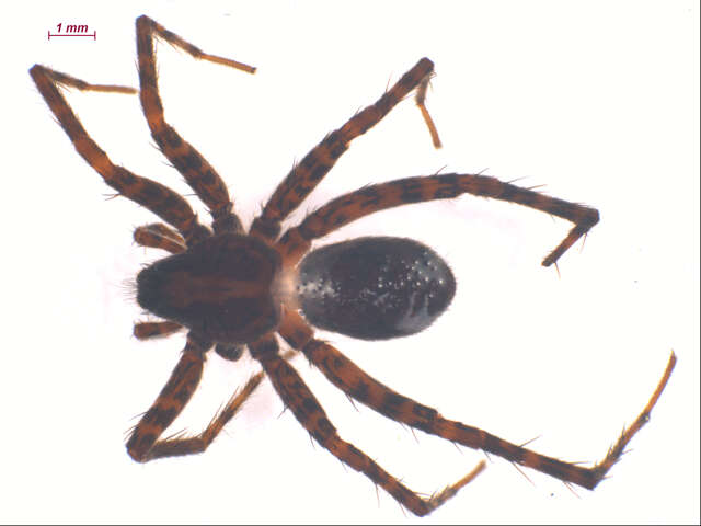 Image of Pardosa dorsalis Banks 1894