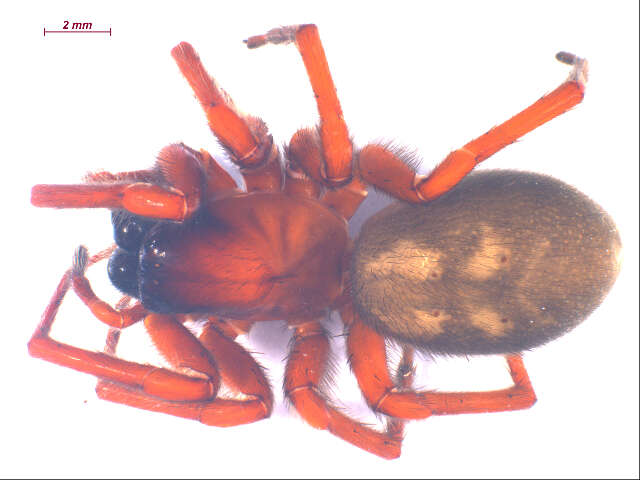 Image of Callobius severus (Simon 1884)