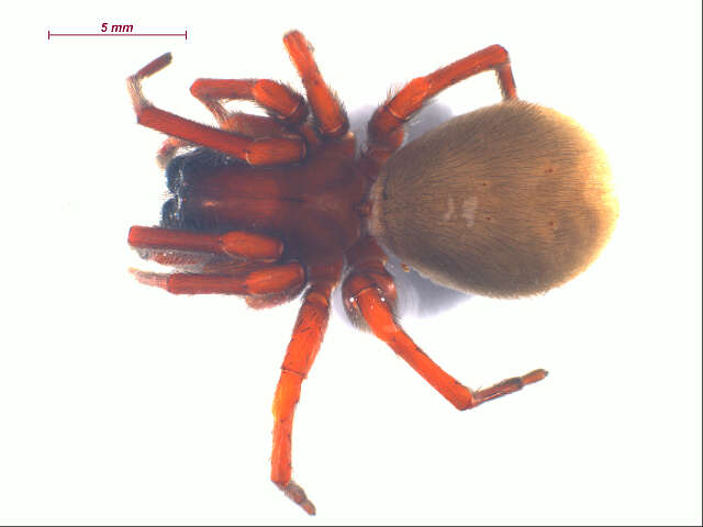 Image of Callobius severus (Simon 1884)