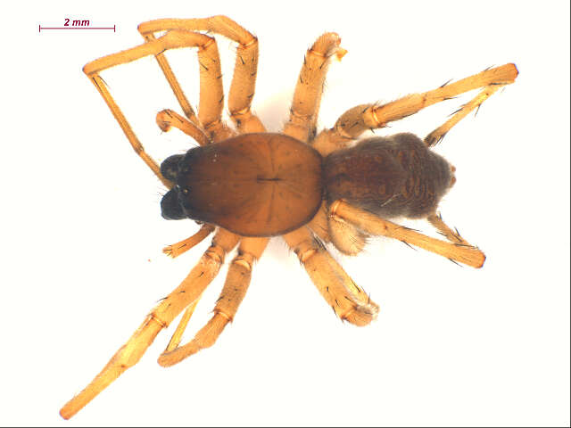 Image of Sac spider