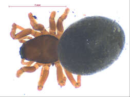 Image of Spirembolus demonologicus (Crosby 1925)