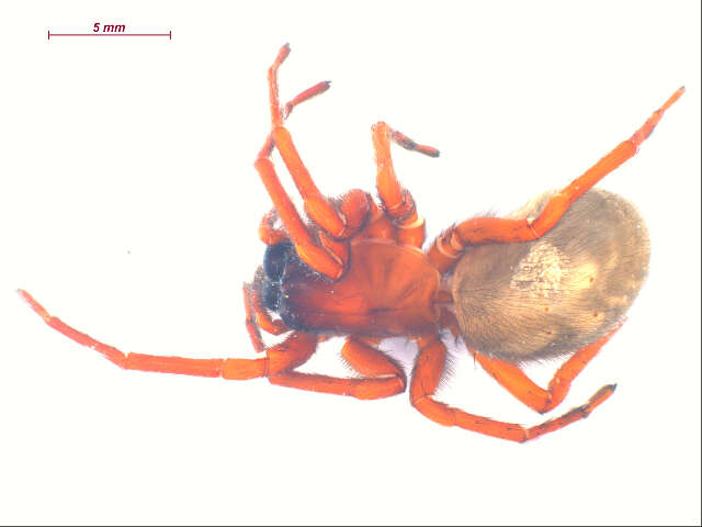 Image of Callobius severus (Simon 1884)