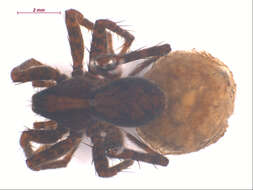 Image of Pardosa dorsalis Banks 1894