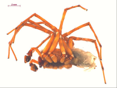 Image of Callobius nomeus (Chamberlin 1919)