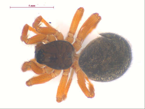 Image of Pocadicnemis pumila (Blackwall 1841)