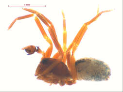 Image of Zanomys aquilonia Leech 1972