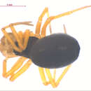 Image of Spirembolus abnormis Millidge 1980