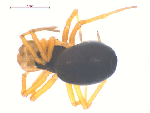 Image of Spirembolus abnormis Millidge 1980