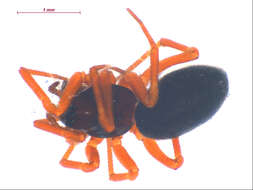 Image of Spirembolus abnormis Millidge 1980