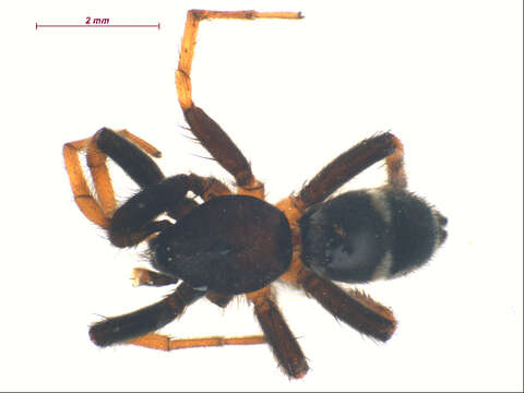 Image of Sergiolus columbianus (Emerton 1917)