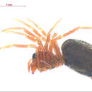 Image of Spirembolus