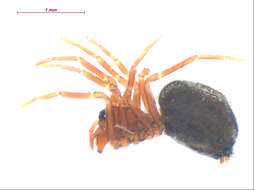 Image of Spirembolus