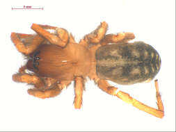 Image of Amaurobius