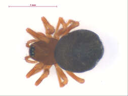 Image of Scotinotylus patellatus (Emerton 1917)