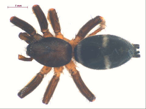 Image of Sergiolus columbianus (Emerton 1917)